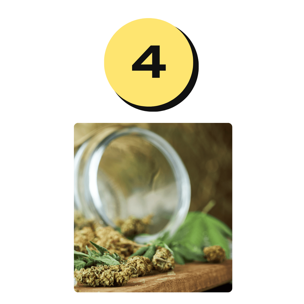 Phase de récolte et de curing de la graine de cannabis