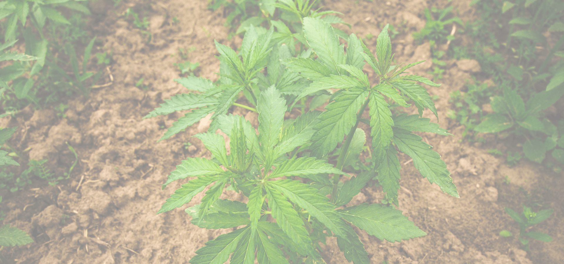 cultiver-graines-de-cbd-spliff