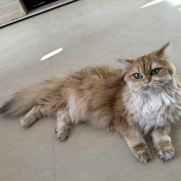 Sirup - Magic Potion photo review