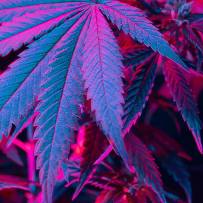 Strawberry Kush: Eine Gourmet-Symphonie aus Frische und Cannabis-Entspannung - Strawberry Kush: Eine Gourmet-Symphonie aus...