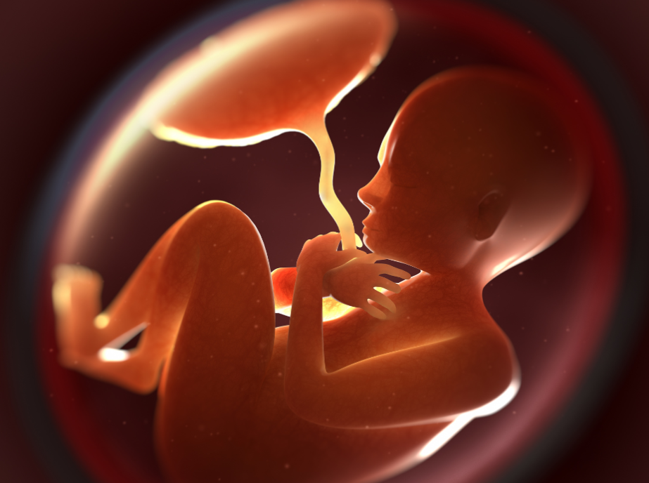 Menschlicher Fötus in rötlicher Färbung in der Gebärmutter, wissenschaftliche Darstellung der Schwangerschaft
