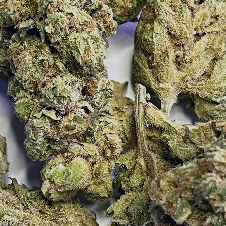 Amnesia photo review