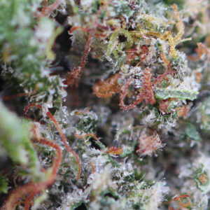 Critical – CBD-Blüte von Spliff, Makroaufnahme