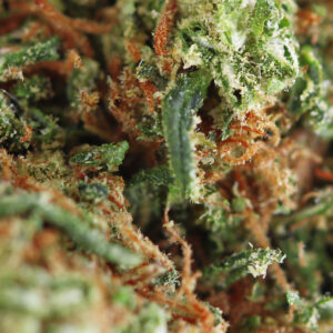 Pine Apple CBD Macro