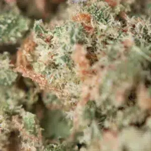 Girl Scout Cookies – CBD-Blüte von Spliff, Makroaufnahme