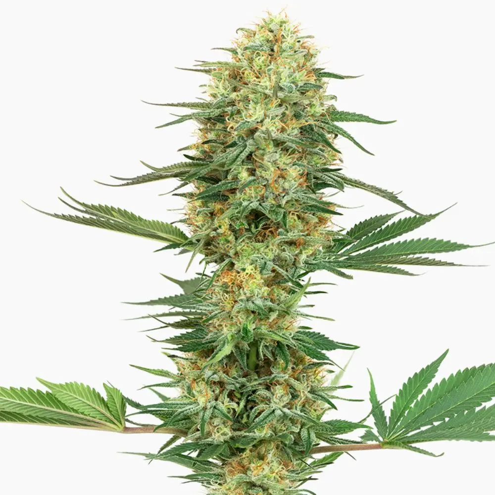 Cannabis-Samen Gelato Spliff