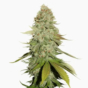 Spliff Cannabis Samen Gorilla Glue