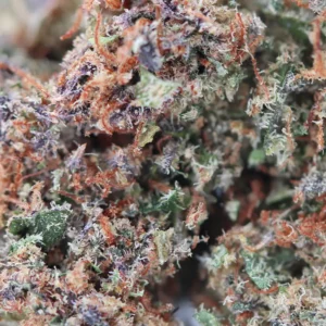 Jack Herer – CBD-Blüte von Spliff, Makroaufnahme