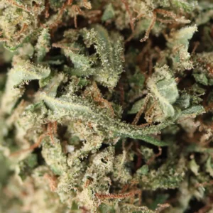 Dream Diesel – CBD-Blüte von Spliff, Makroaufnahme