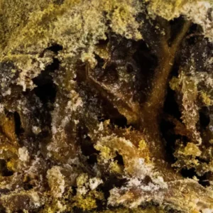 Moon Rock – THCX-Hasch von Spliff, Makroaufnahme
