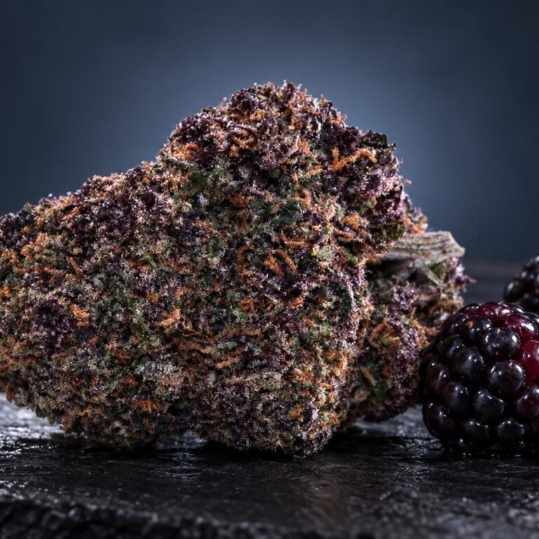 Purple Haze THC-Gehalt: Blüte Purple Haze in Szene gesetzt