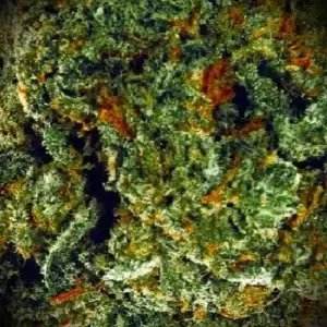 Kundenbewertung Amnesia mit Foto - Spliff