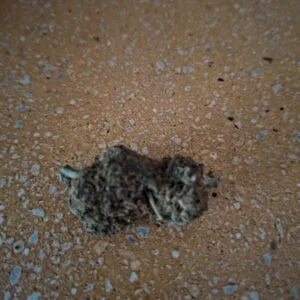 Kundenbewertung Banana Berry mit Foto - Spliff