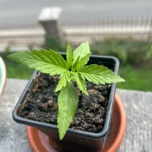 Kundenbewertung Gelato Auto mit Foto - Spliff