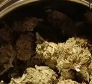 Kundenbewertung Minibud Premium Superskunk mit Foto - Spliff