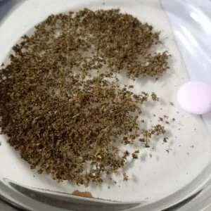 Kundenbewertung Pre-Roll - Royal Hash mit Foto - Spliff