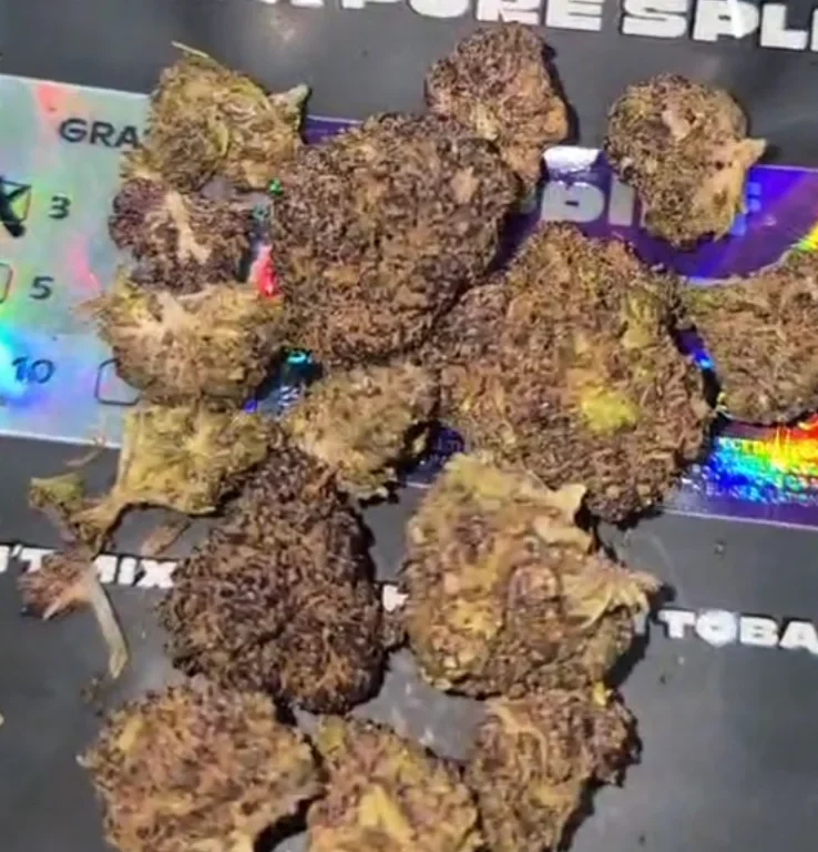 Click to view full screen Recensione cliente Purple Haze con foto - Spliff