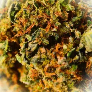 Kundenbewertung Sapphire mit Foto - Spliff
