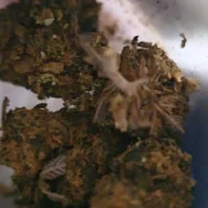 Kundenbewertung Sour Diesel mit Foto - Spliff
